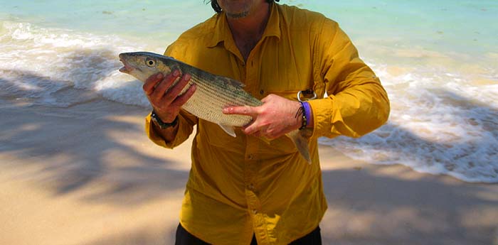 More power and stamina than almost anything else - pound for pound.