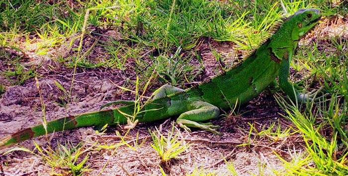 Amazing colour and a big appetite for fruit.