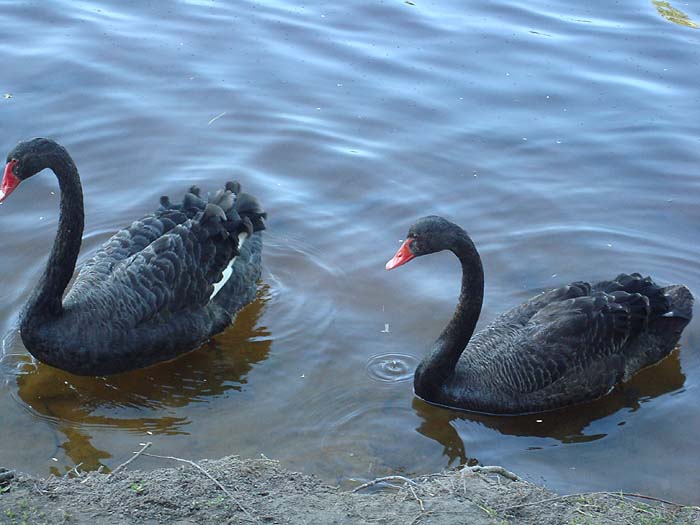 Just to prove that we were down under.