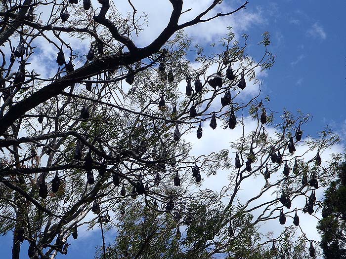 This colony of huge bats was just behind the beach. When they spread their wings it was a spectacular sight.