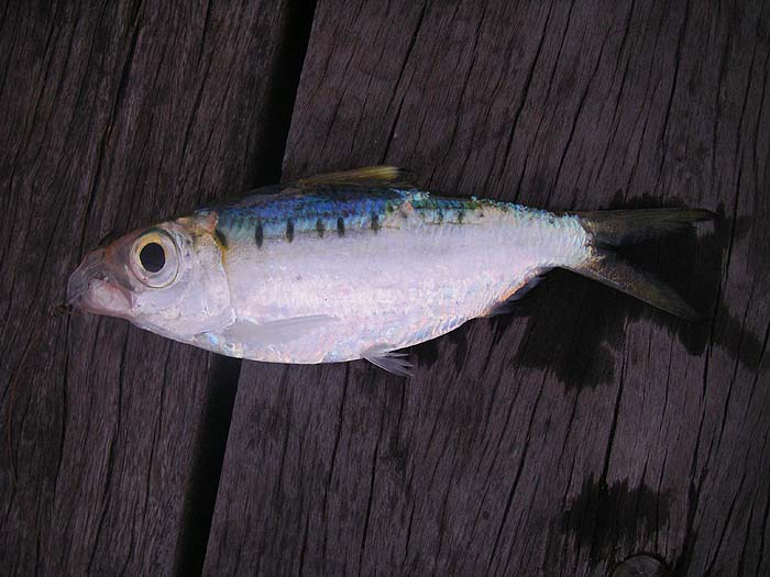 One of several small species of herrings that we used for livebaits.