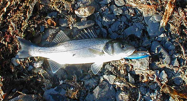 Despite all the weed in the water's edge we landed fish on poppers, Redgills and plugs.