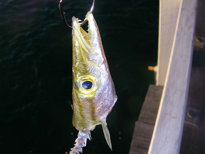 A small specimen taken on our improvised feathers. This is possibly a shortfinned seaspike but again the squid had done their worst to our livebait.