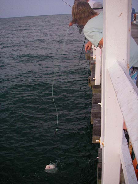 The best fish caught while we were fishing. The anglers were equipped with a gaff on a stout rope to help land bigger fish.