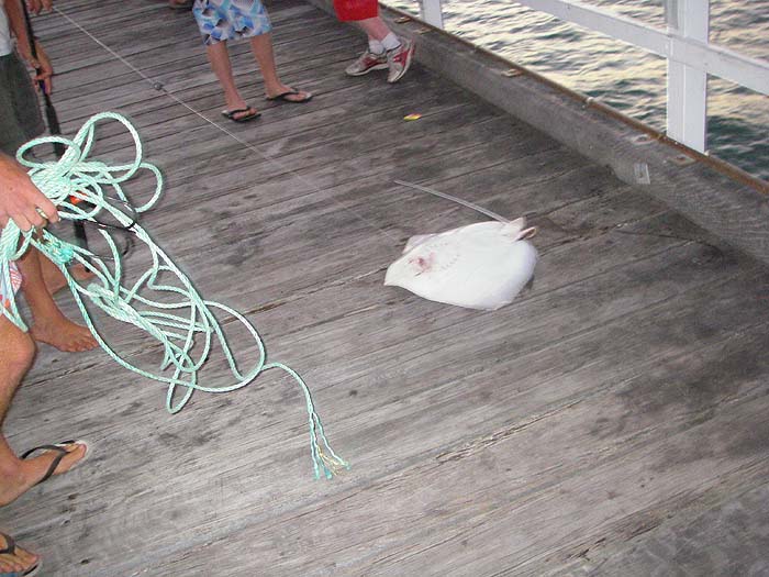 This is the ray after it had been landed. Not much of a result for the countless man hours spent fishing.