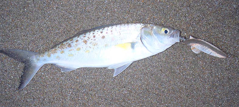 Richard had lots of these on Tobys. These old lures are amazingly effective all round the World.