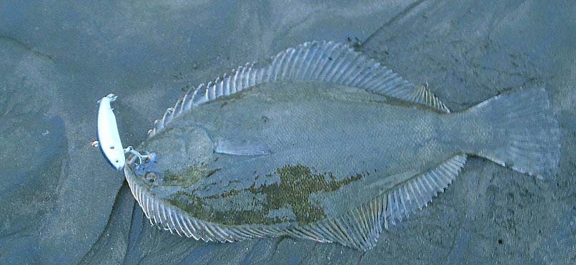 Alan lent (gave) Richard this lure and he managed to tempt a flounder from the beach.