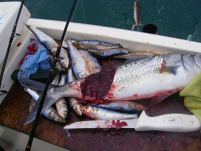 'Pilchards' and a kahawai being used to tempt snapper..
