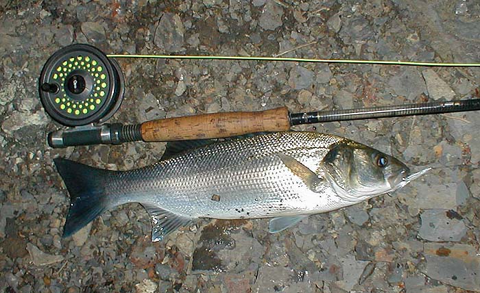 The soft action of my fly rod seems to be very effective at subduing fish.