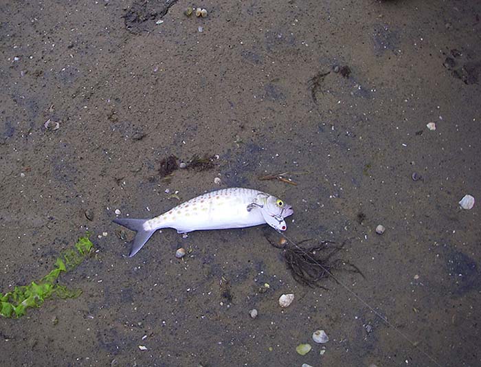 These lures would be just as effective for bass and mackerel as for kahawai.