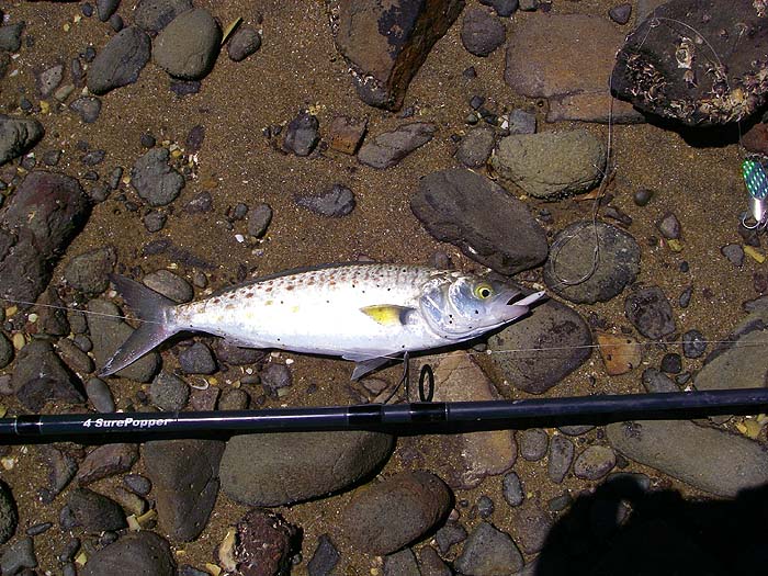 A kahawai taken on my plastic eel above a wedge (visible on the right hand edge of the picture). The eel took a variety of species.