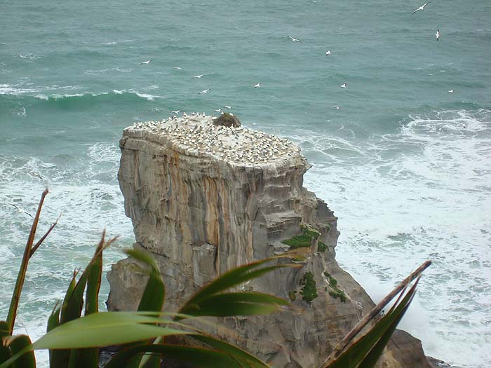 Alan took us to see this gannet colony just under the cliffs of the mainland. Where there are gannets there will be fish.