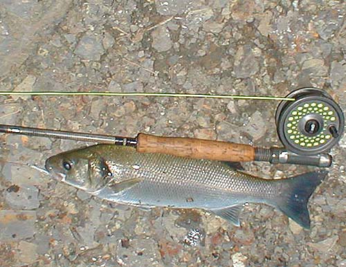 All the bass were of similar size (1.5 - 3.0 lb).