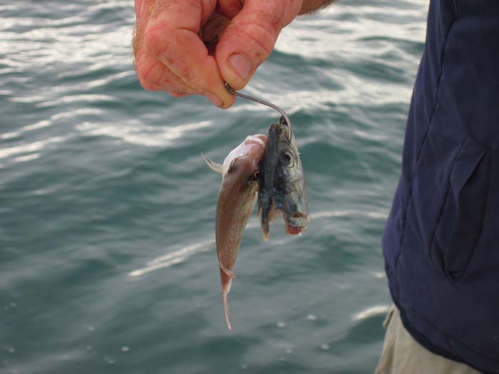 Alan labelled this as an 'average' fish - a slight exaggeration.