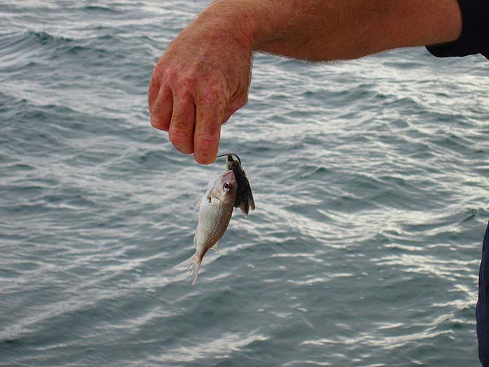 This one's certainly on the small side. Quite an achievement for a 7/0 hook.