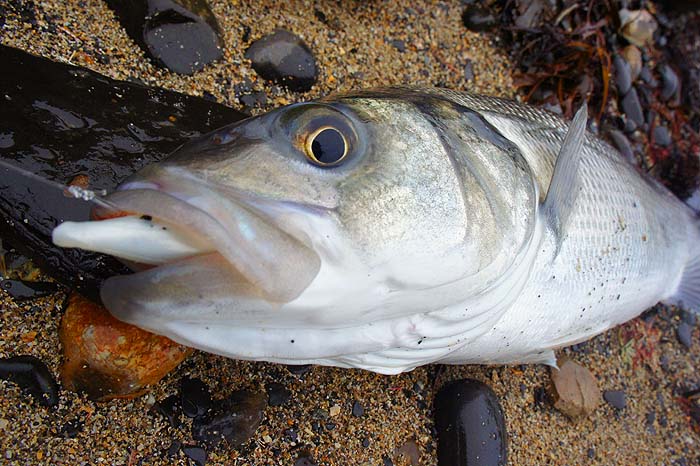 This one certainly meant to have the Redgill.