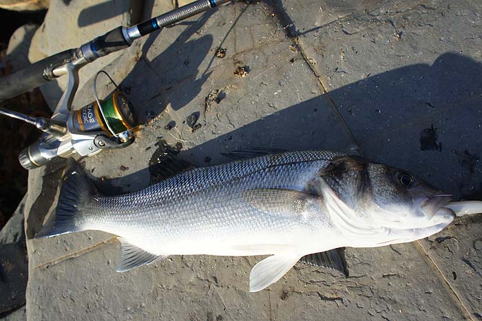 It's so pleasing to get a fish when they are difficult to tempt.