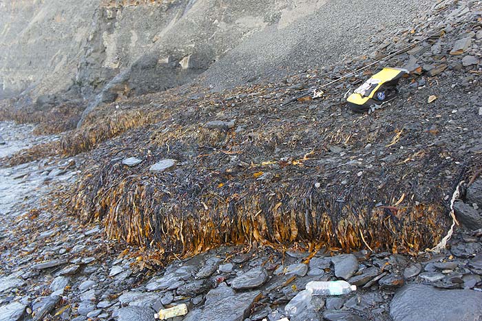 People often ask me whether weed+maggots are there in winter - they are.