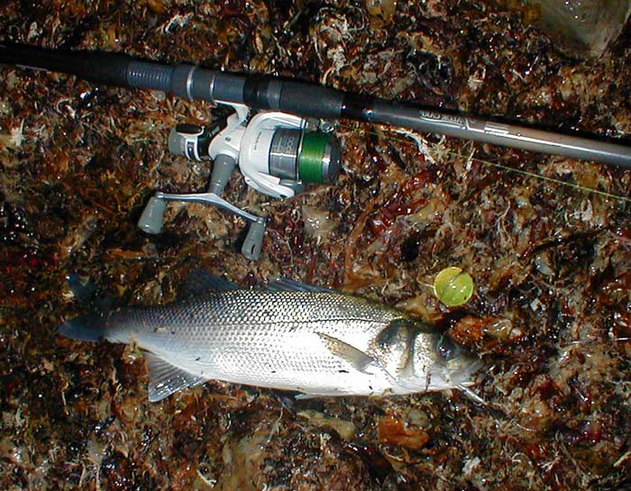 Several fish came unstuck before I realised that the clutch needed to be set less tightly when using this method.