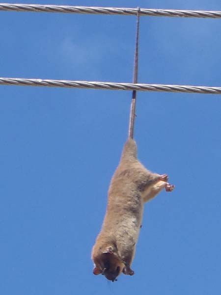 Richard says that the local vultures are too cute to attempt a 'rescue' meal. The wires look the same to me!