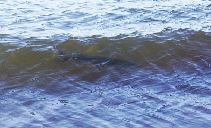 here's one feeding in the murky water on Bill's first trip.