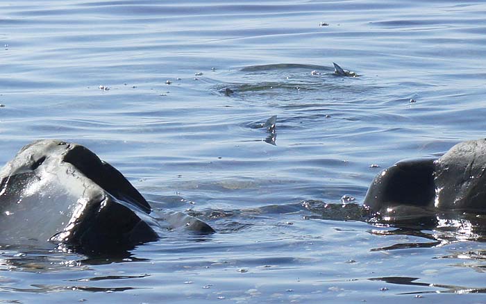The fish tend to feed in groups and choose spots where the food is thickest.