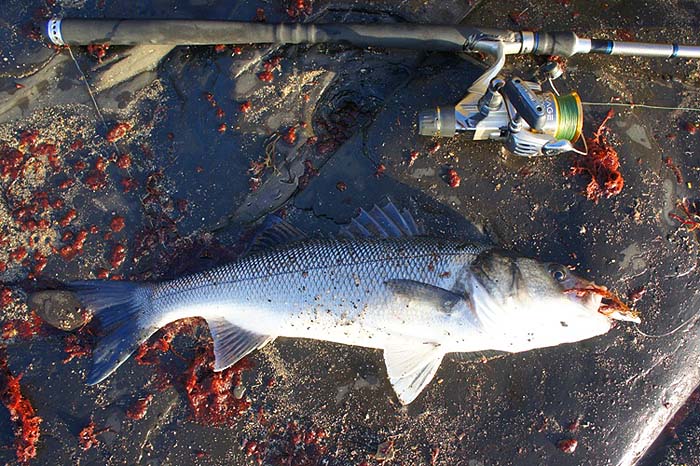 This is one Bill caught.