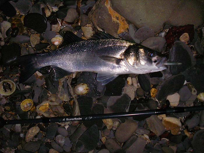 My third bass of the year (the first of the session) no monster but a certain cure for cold fingers.