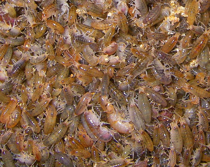 These creatures are unbelievably abundant and seem to be able to avoid being washed into the sea.