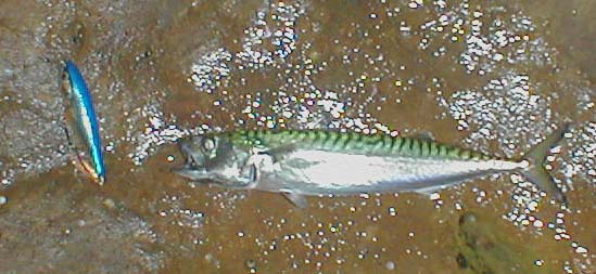 My first ever on a Skitterpop.