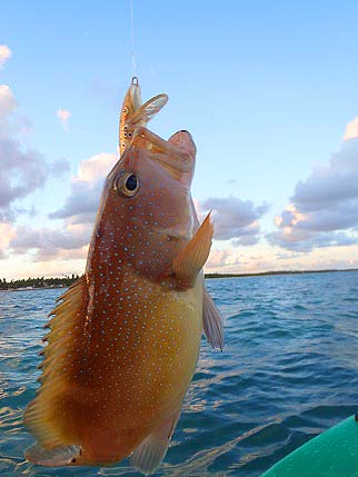 These small groupers vary enormously in colour. Not massive but a breakthrough with the lures.