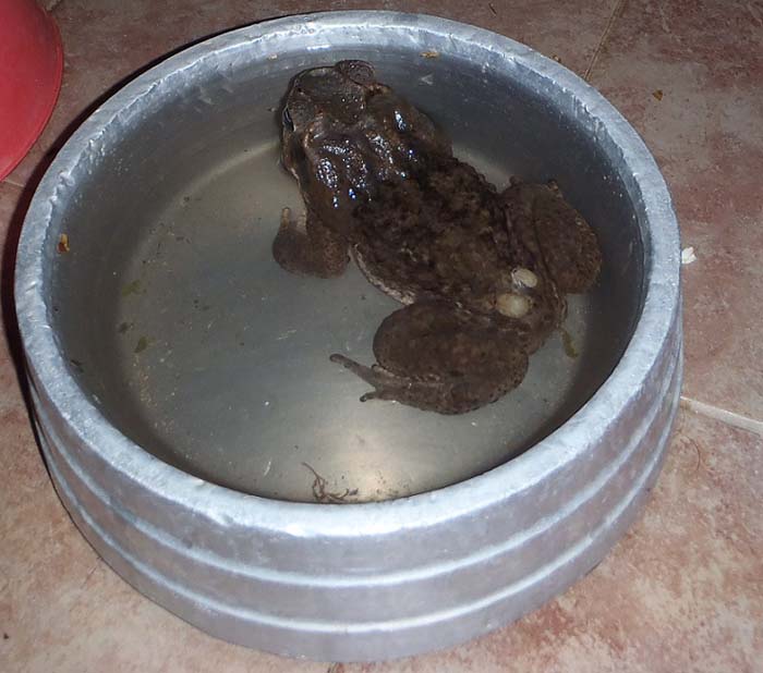 I can see why the dog didn't want to drink.