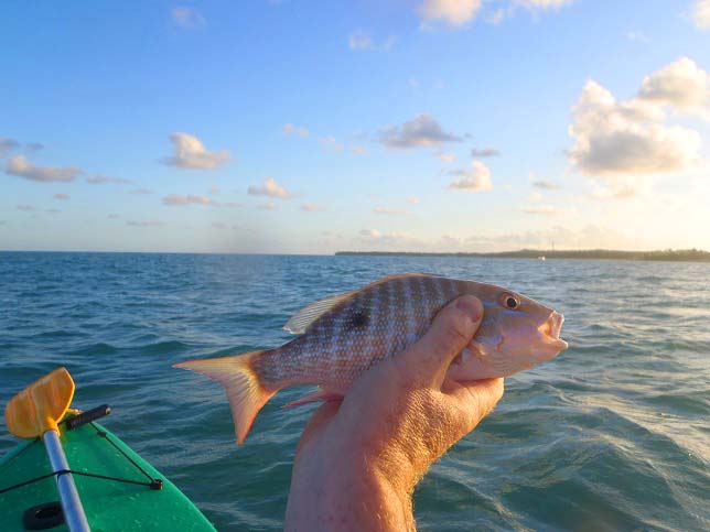 I have to say that these snappers are beautiful fish.