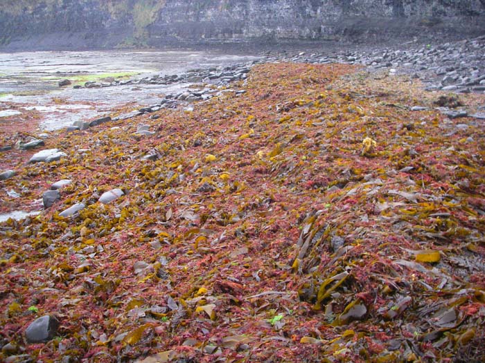 After a storm the beaches can be well covered in weed.