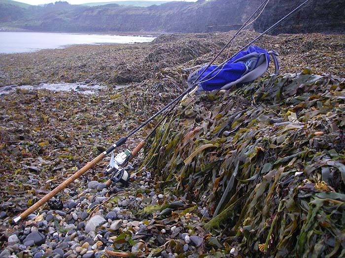 It will take a week or so for this mighty midden to cultivate a few trillion maggots and then it will need a big spring tide to release them to the fish.
