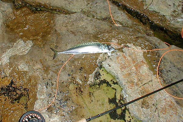 The fish are so lively that it is almost impossible to get rod, fly and fish in the same picture.