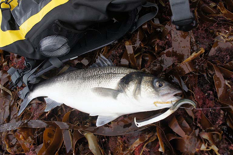 Bill's big, fat, female bass caught on his home-made Slug-Gill from the woodlouse conditions - obviously ready to spawn but in fine nick.