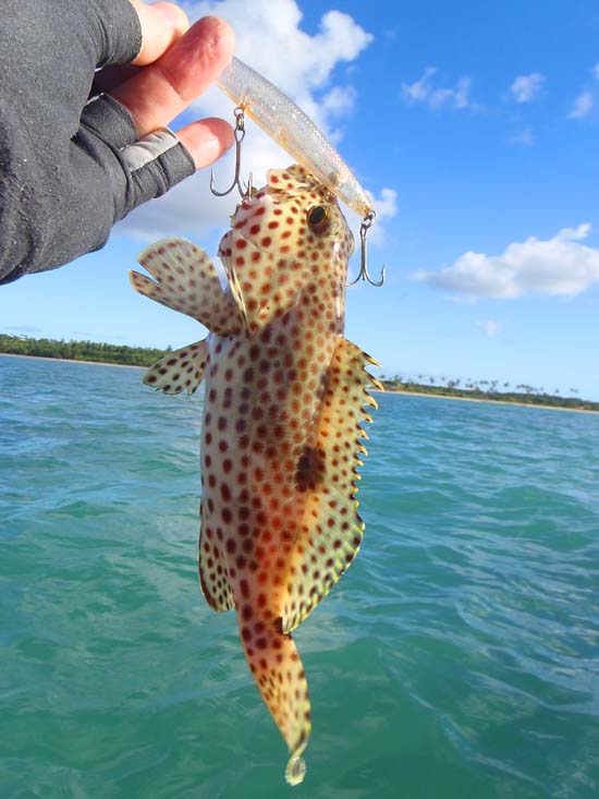Small groupers seem to be ubiquitous on tropical reefs.