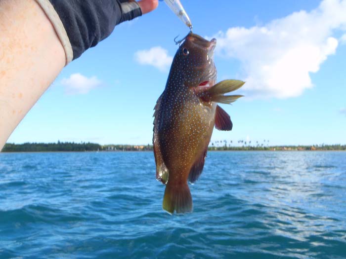 Another beautiful little grouper.