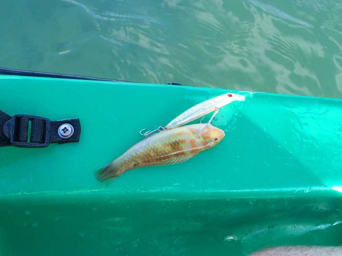 This was an unfortunate little fish.