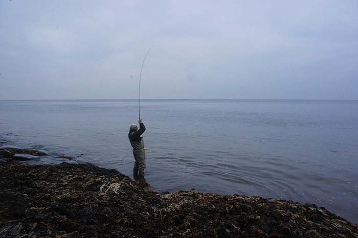 Nigel's fly rod bends into his mullet as it tears away. Note the midden under his feet.