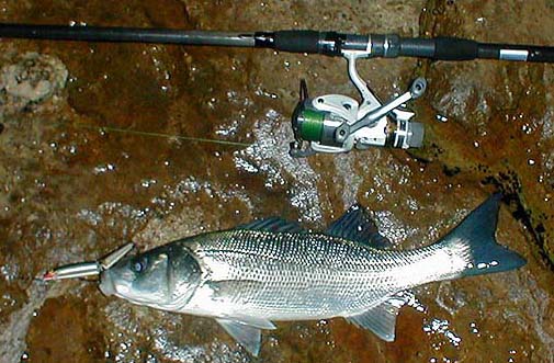 The J11 is such a consistent lure for bass.