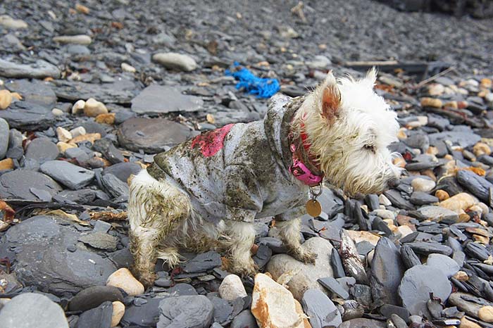 I couldn't resist this picture - Bill must spend all his time washing the dog after these trips.