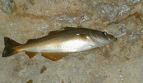 This was the biggest. There were hundreds of tiny pollack dashing at the fly as well.