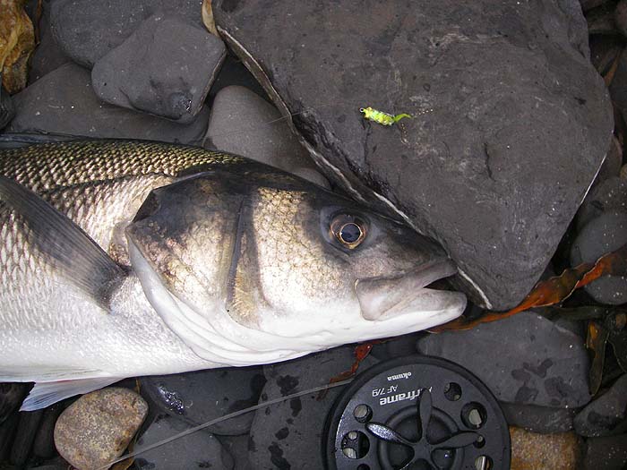 This is the little fly that I won in the raffle. Excellent!