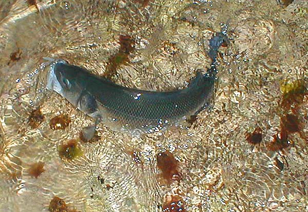 A real battler on my little fly.