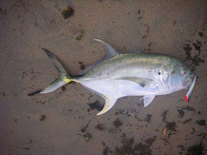 My sixteen pounder. What a wonderful fish.