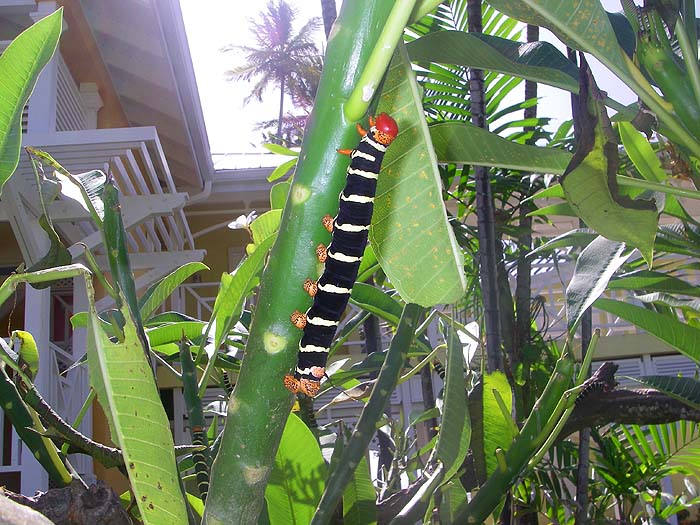 Just for interest. These creatures were as big as chipolata sausages and the shrub was covered in them - spectacular! Our hotel room is in the background.
