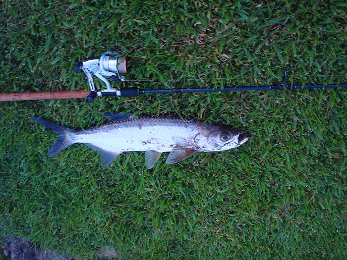 Not a giant but amazing sport on bass gear in shallow water.