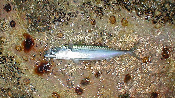 The three fish all took the same little Redgill 'fly'.